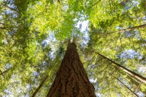 A cedar tree, which is used for underwater wood