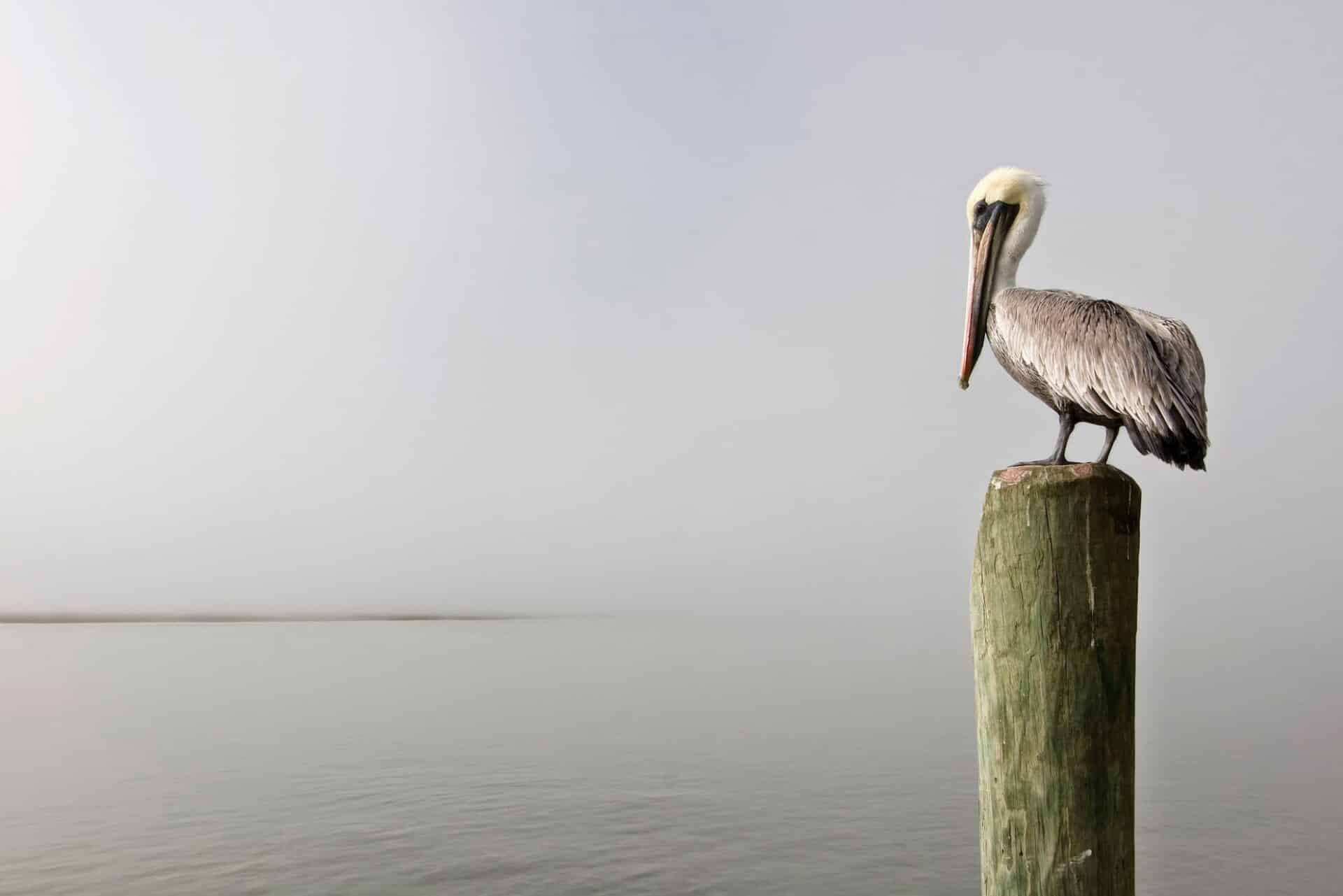 gray pelican on piling